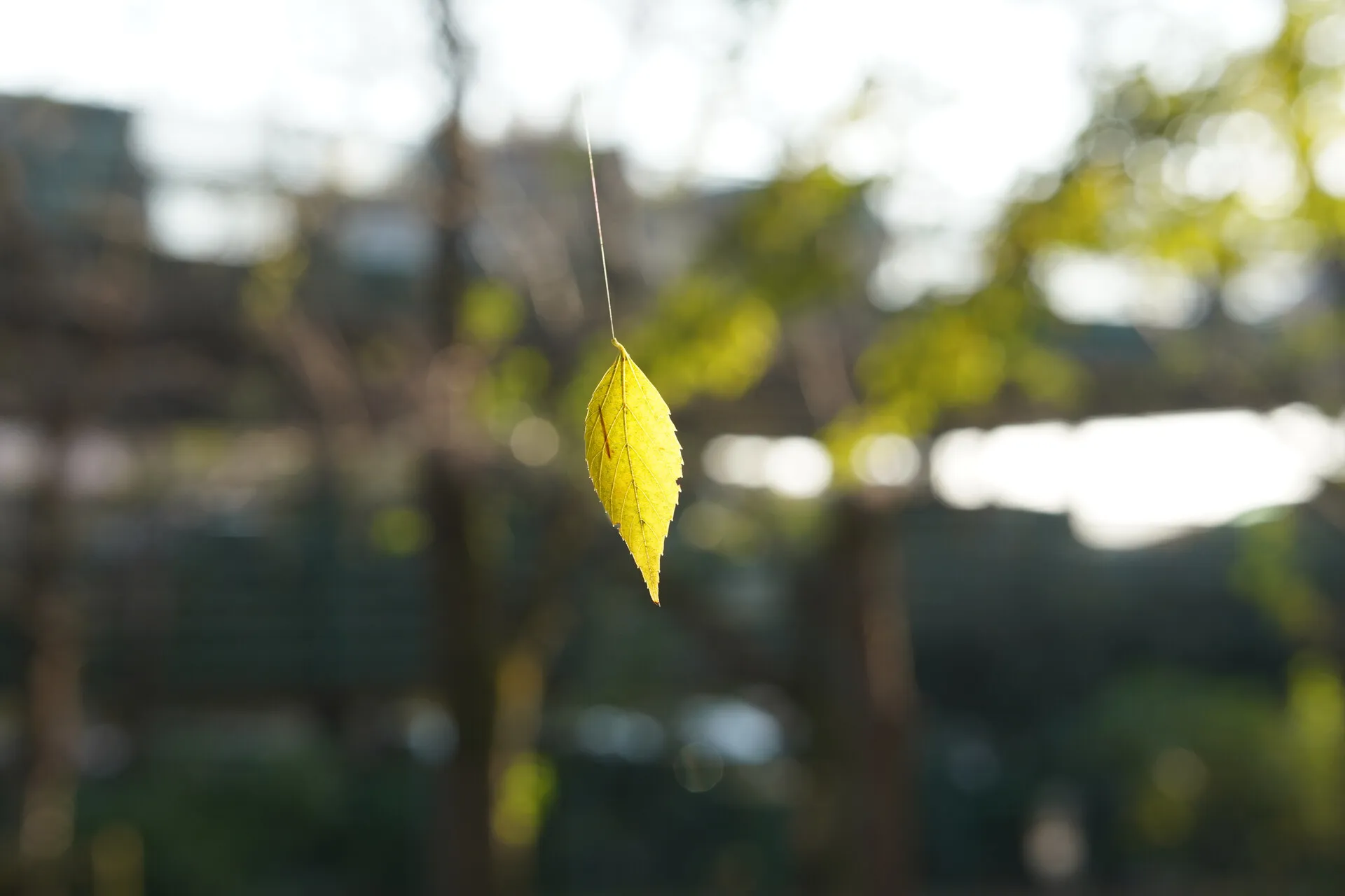 Tsukuba Botanical Garden Scenery
