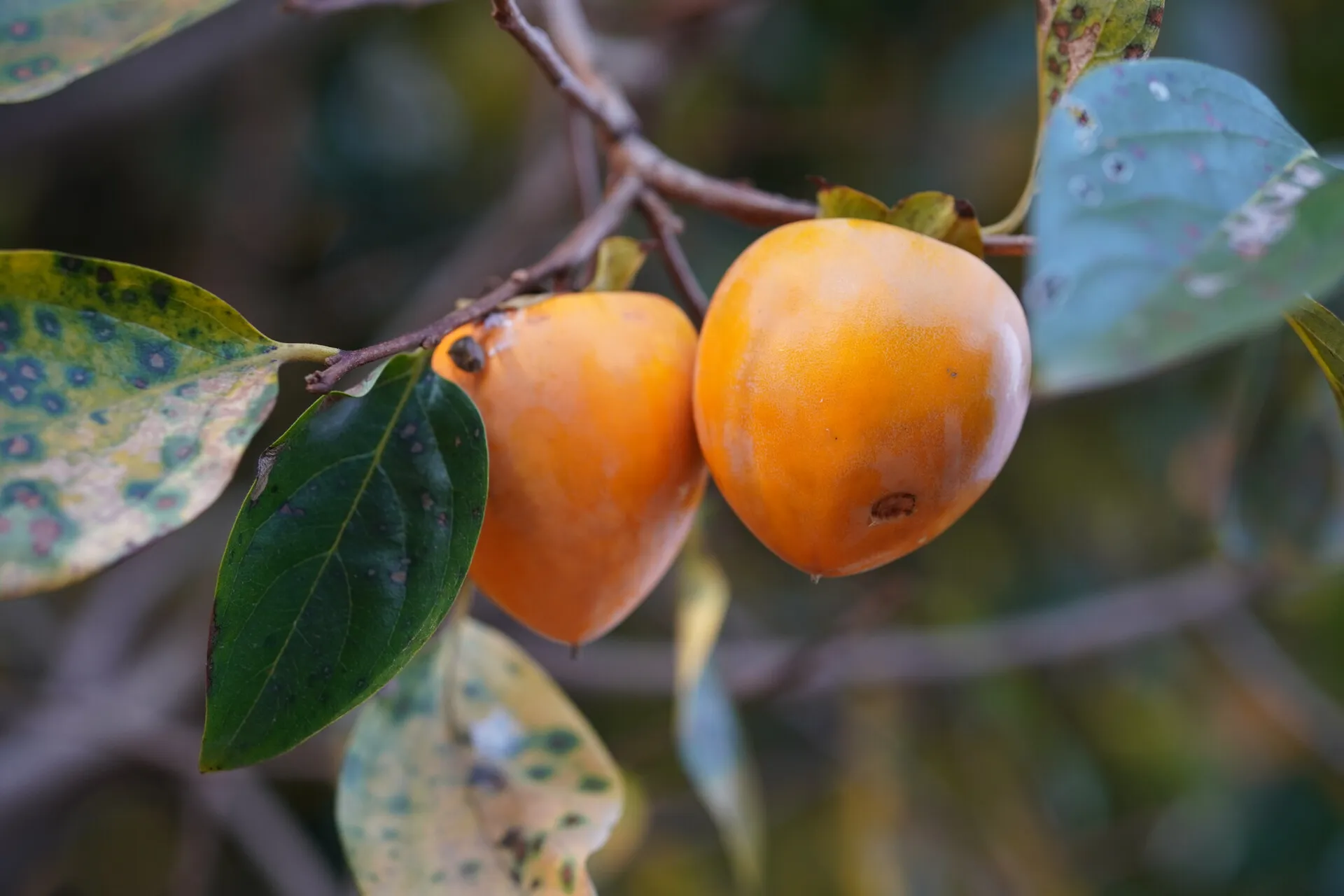 Inside the Greenhouse
