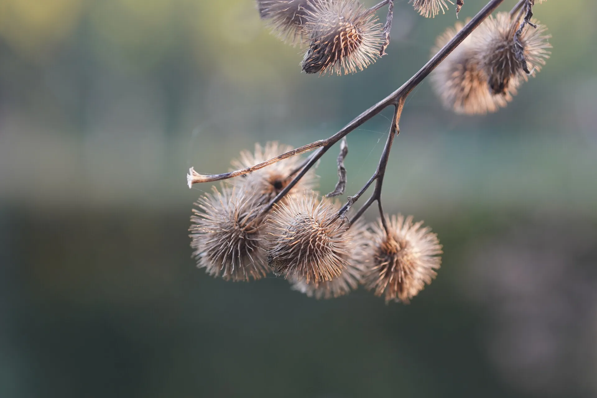 Unique Plant Specimen