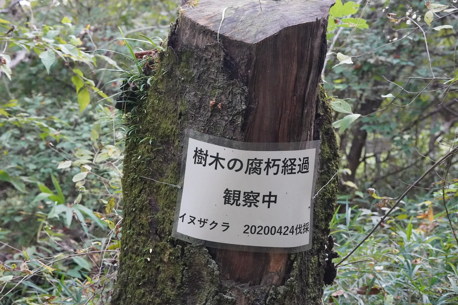 Wide View of the Garden