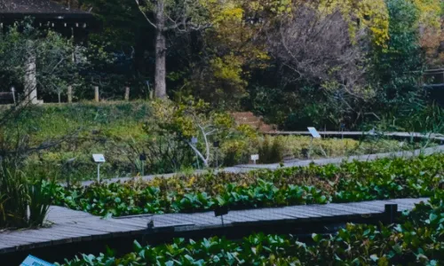 Tsukuba Botanical Garden